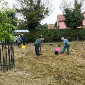 Daffodil Planting