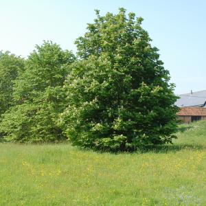 Village Green (1)